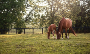 Two horses, a mare and foal, grazing in a pasture